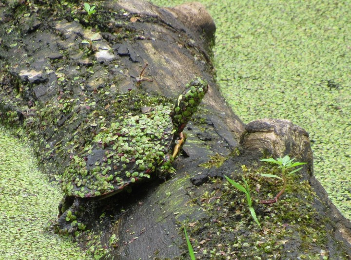 Midland Painted Turtle